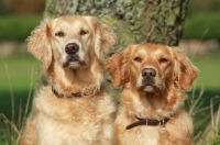 Picture of two Golden Retrievers together