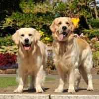 Picture of two golden retrievers