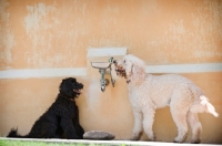 Picture of two goldendoodles drinking from water fountain