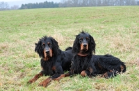 Picture of two Gordon Setters in a field