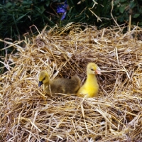 Picture of two goslings in a nest