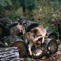 Picture of two grand champion abyssinian cats playing on logs in canada
