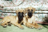 Picture of two great dane puppies indoors, owned by noel edmonds