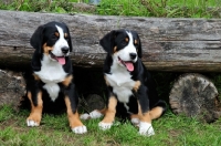 Picture of two Great Swiss Mountain dog puppies near log