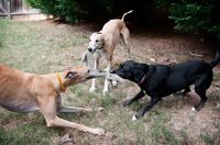 Picture of two greyhounds and black lab mix playing tug with a toy