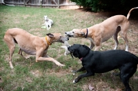 Picture of two greyhounds and black lab mix playing tug with a toy, with white greyhound looking on in background