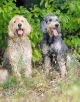 Picture of two Griffon Nivernais dogs