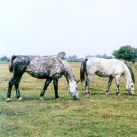 Picture of two Groningen old type mares grazing, left, Zola, with Tularia,  right