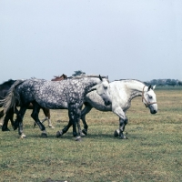 Picture of Two Groningen old type mares, Zolea, right, Tularia left walking in field in Holland