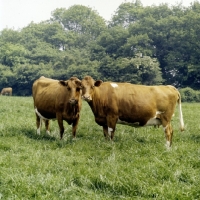 Picture of two guernsey cows