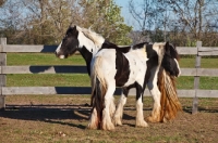Picture of two Gypsy Vanner horses standing together