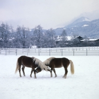 Picture of two Haflinger colts biting at each other's legs