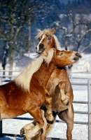 Picture of two Haflinger colts in play fight battling for supremecy