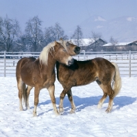 Picture of two Haflinger colts nuzzling for supremecy