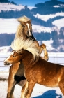 Picture of two Haflinger colts prancing in play fight 