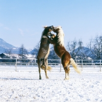 Picture of two Haflinger colts prancing together for supremecy in play fight 