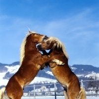 Picture of two Haflinger colts prancing together in play fight at fohlenhof, ebbs, austria