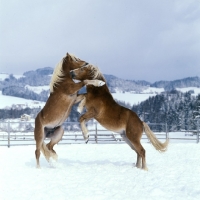 Picture of two Haflinger colts prancing together in play fight 