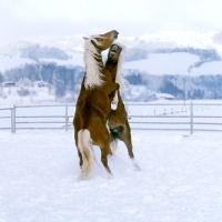Picture of two Haflinger colts prancing together in play fight 