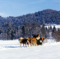 Picture of two Haflingers drawing a sleigh in snow at Ebbs Austria