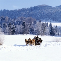 Picture of Two Haflingers, horse drawn sleigh ride in snow near Ebbs, Tirol Austria 