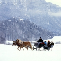 Picture of Two Haflingers, horse drawn sleigh ride near Ebbs, Tirol Austria  