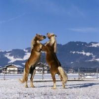 Picture of two Haflingers prancing together in  play fight 