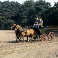 Picture of two Hanoverians in harness being driven at Celle