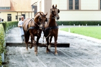 Picture of two hanoverians working at celle