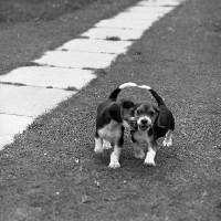 Picture of two happy beagle puppies