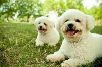 Picture of two happy Bichon Frise dogs