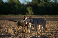Picture of Two happy dogs have fun in a field