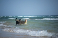 Picture of Two happy dogs in the sea, waves in the backgroun