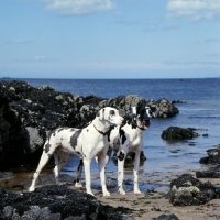 Picture of two harlequin great danes on a sea shore, ch summary of leesthorphill, 