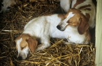 Picture of two harriers asleep at the peterborough hound show, 