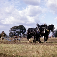 Picture of two heavy horses ploughing