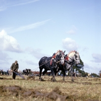Picture of two heavy horses ploughing