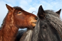 Picture of two heavy horses