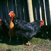 Picture of two hens 