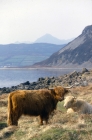Picture of two highland cows on eriskay island