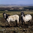 Picture of two Highland Ponies on the moors in Scotland in spring
