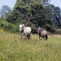 Picture of two Highland Ponies walking through meadow of flowers at Nashend 