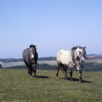 Picture of two Highland Ponies walking towards camera onscottish moors in spring