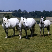 Picture of two Highland Pony mares and a foal at Nashend Stud, curious, watching  