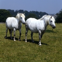 Picture of two Highland Pony mares at Nashend 
