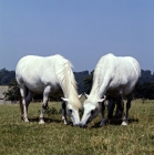 Picture of two Highland Pony mares grazing at nashend stud