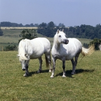 Picture of two Highland Pony mares walking on hill in gloucestershire