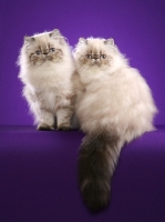 Picture of two Himalayan cats