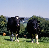 Picture of two holstein friesian cows looking at camera