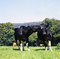Picture of two holstein friesian cows, one licking another's face